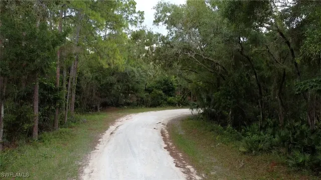 a view of a forest with trees