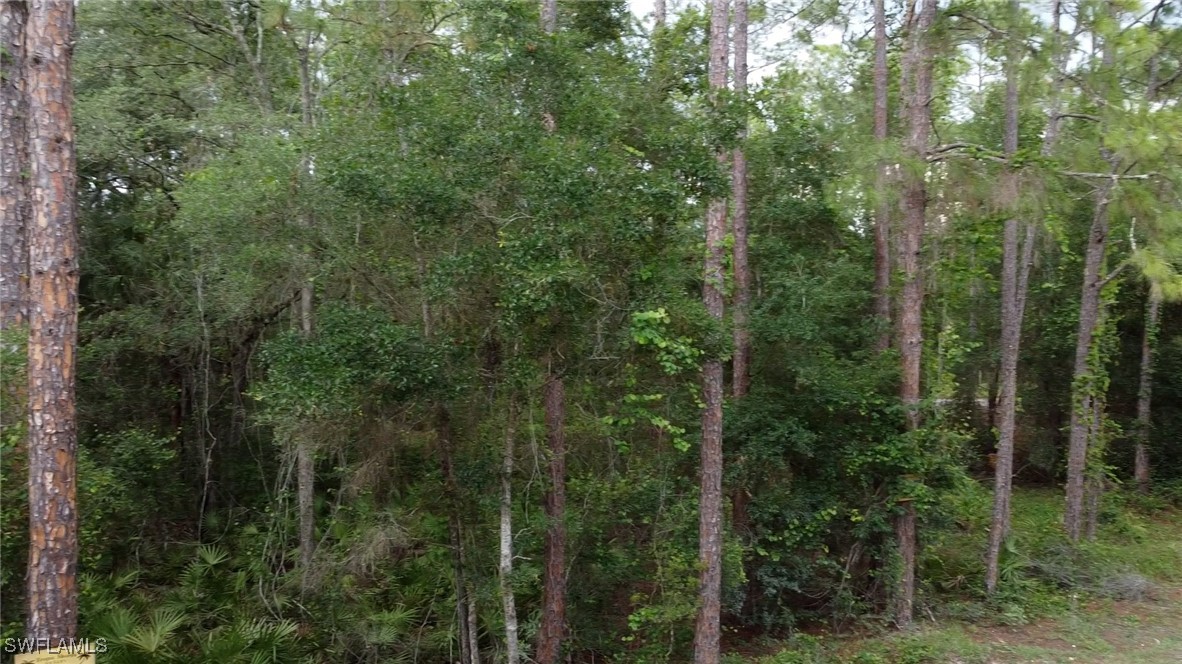 7176 Norway Street Webster, FL 33597 - Photo 6 of 14 a view of a forest with trees