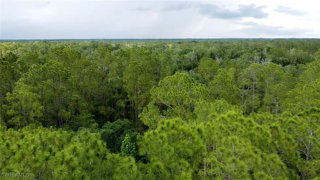 a view of a forest with a tree