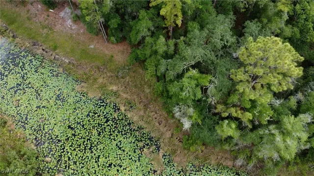 a view of a lots of trees and bushes