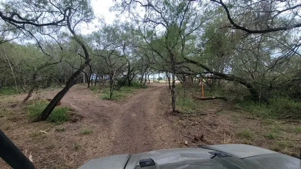 a view of a forest filled with trees
