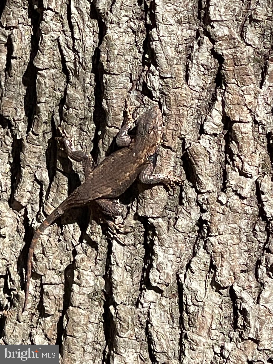5953 Palmers Mill Road Hurlock, MD 21643 - Photo 5 of 21 Wild life