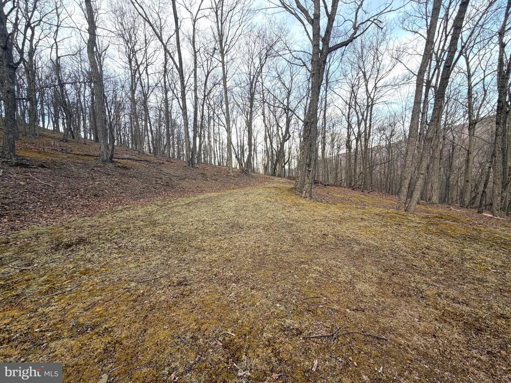 Lot 5 Preserve Road New Creek, WV 26743 - Photo 12 of 12 a view of backyard with tree