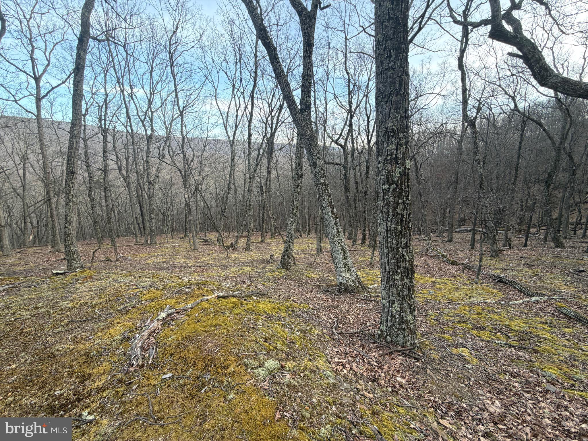 Lot 5 Preserve Road New Creek, WV 26743 - Photo 4 of 12 a view of a yard with trees