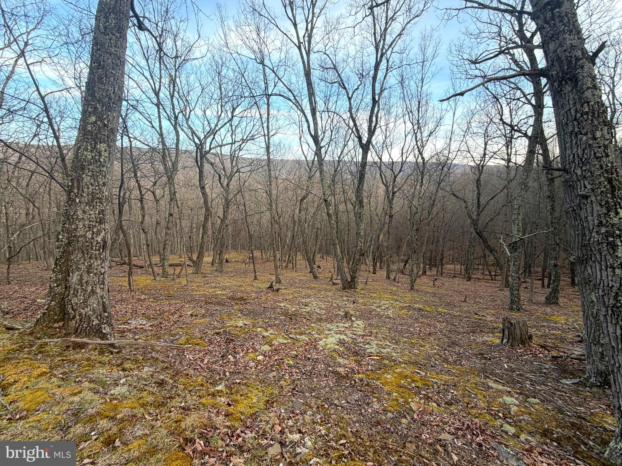Lot 5 Preserve Road New Creek, WV 26743 - Photo 6 of 12 a view of a yard with trees