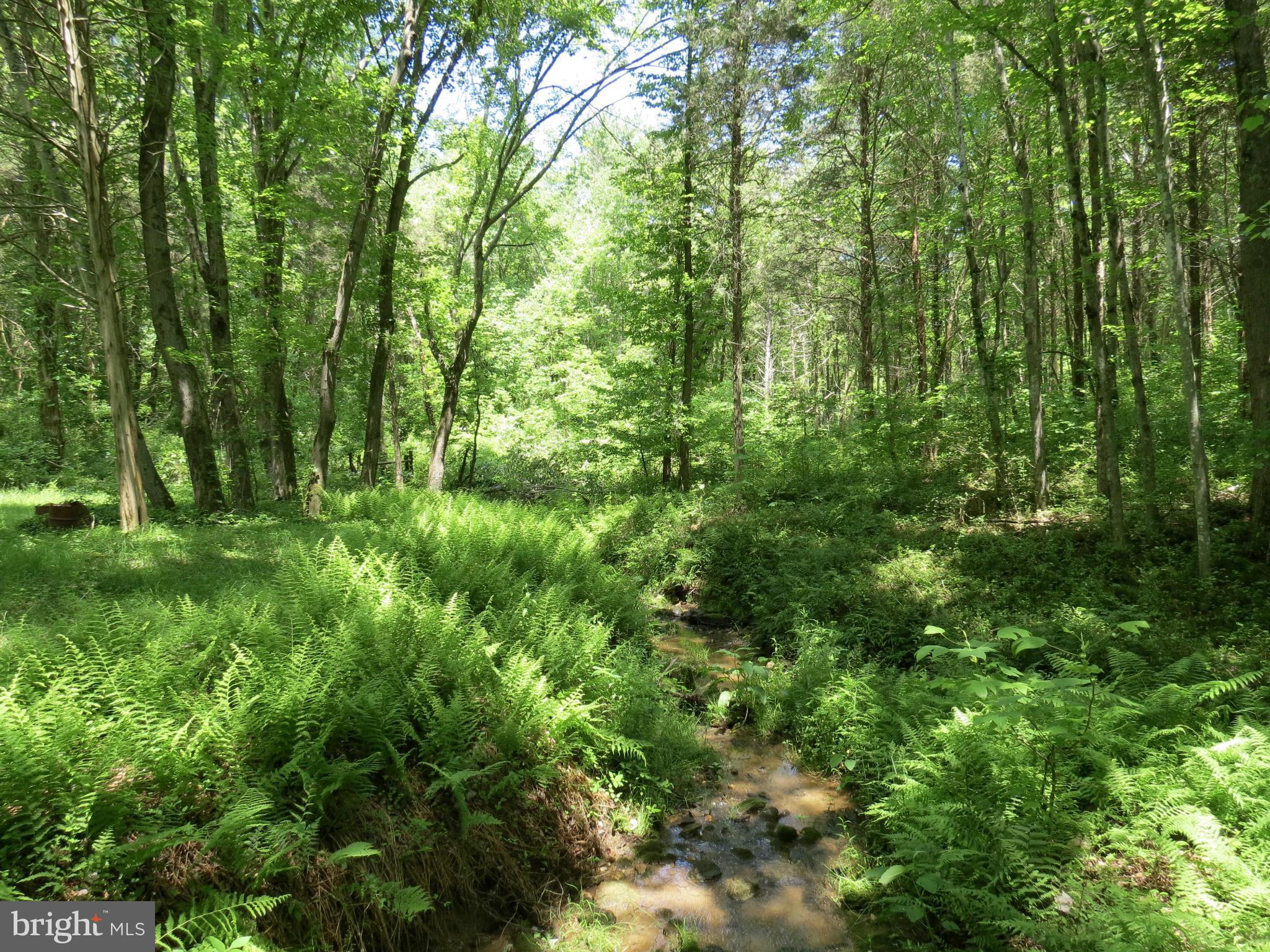 9527 Eggbornsville Road Rixeyville, VA 22737 - Photo 7 of 11 a view of a lush green forest
