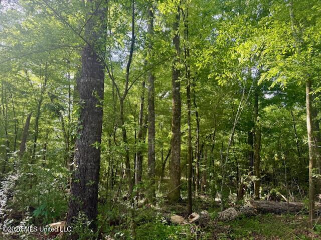 Rutland Road Jayess, MS 39641 - Photo 14 of 76 IMG_8277