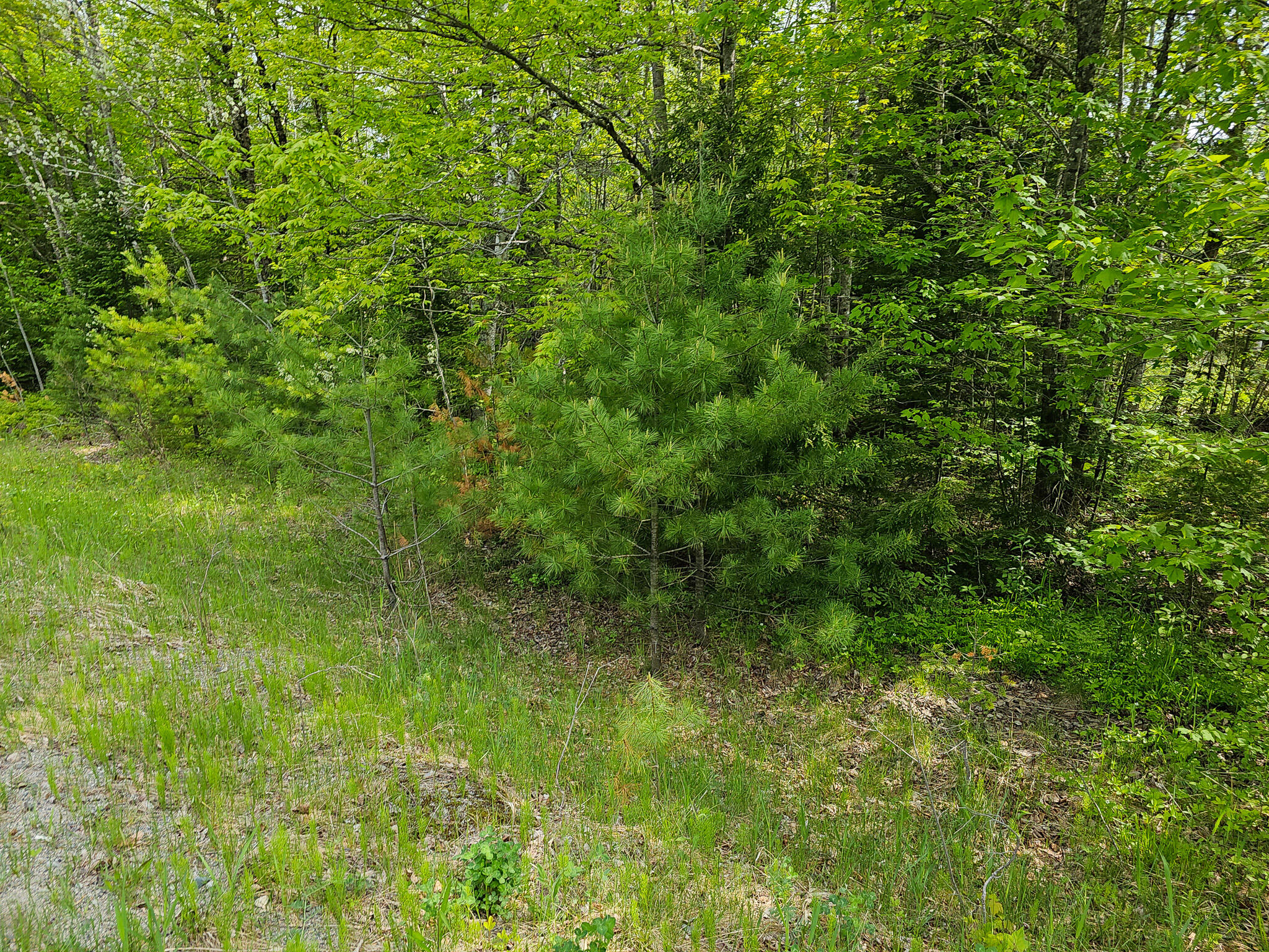 Tbd Maxfield Road Lagrange, ME 04453 - Photo 4 of 10 20240522_094247