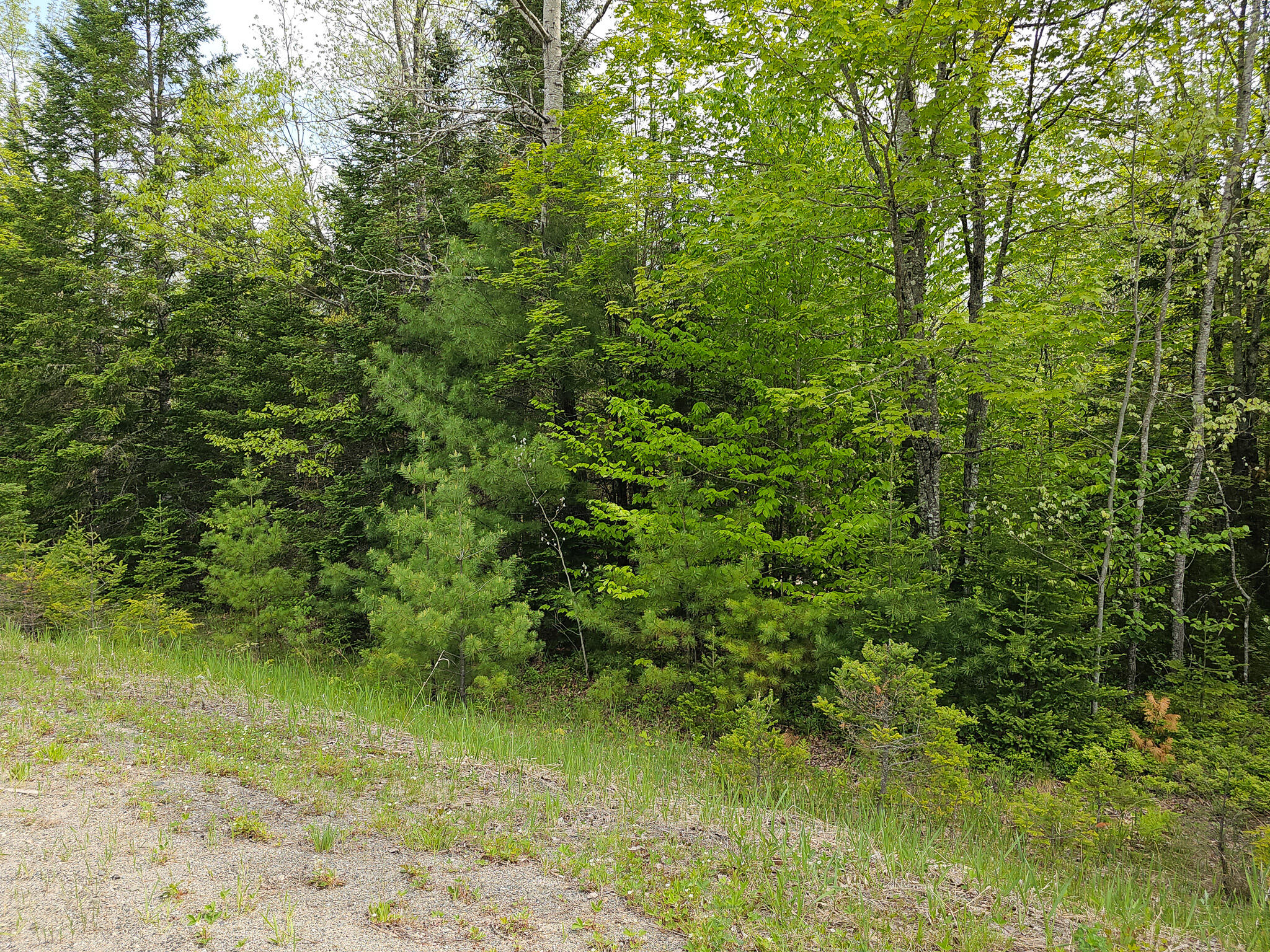 Tbd Maxfield Road Lagrange, ME 04453 - Photo 6 of 10 20240522_094318