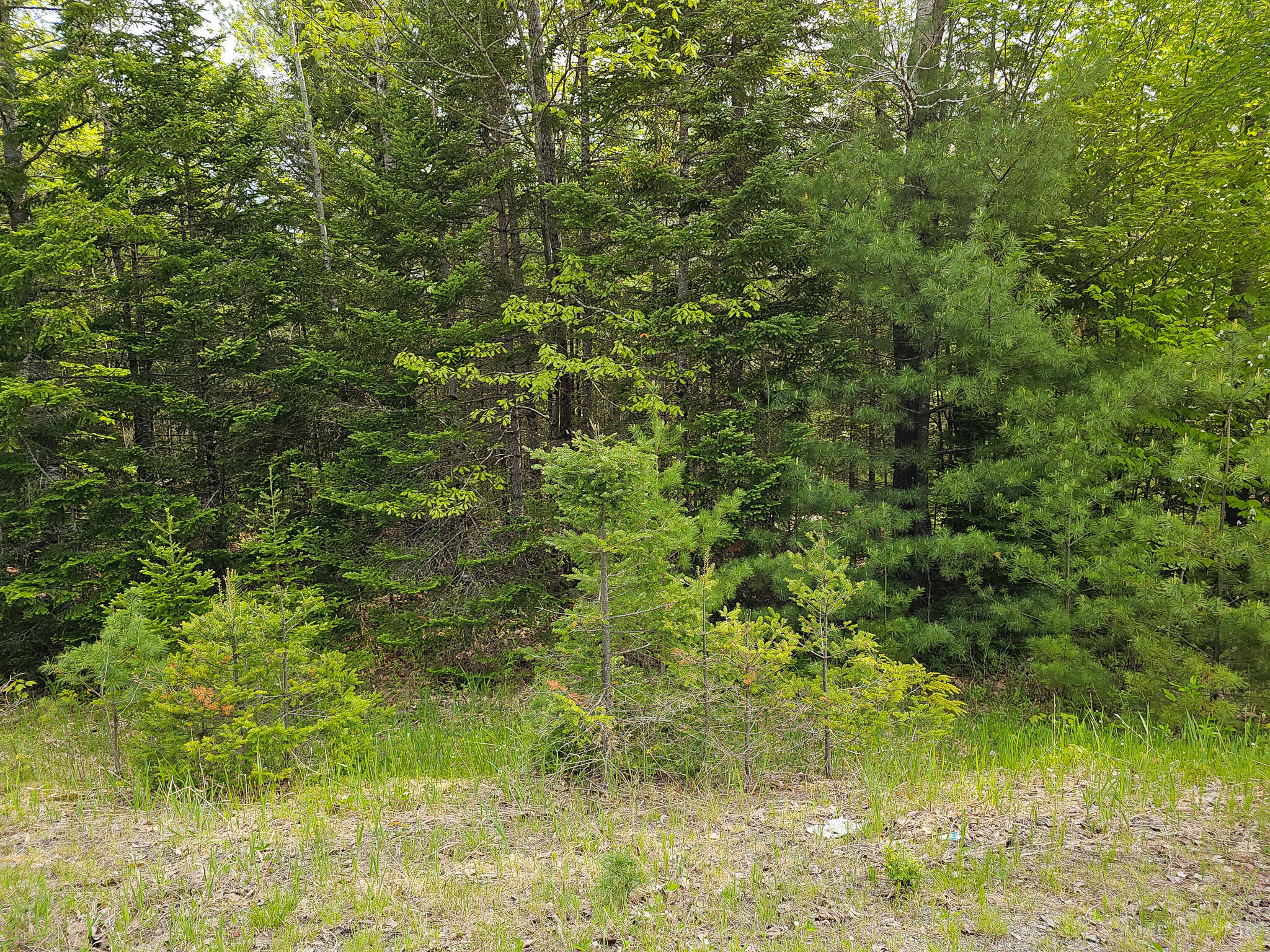 Tbd Maxfield Road Lagrange, ME 04453 - Photo 7 of 10 20240522_094333