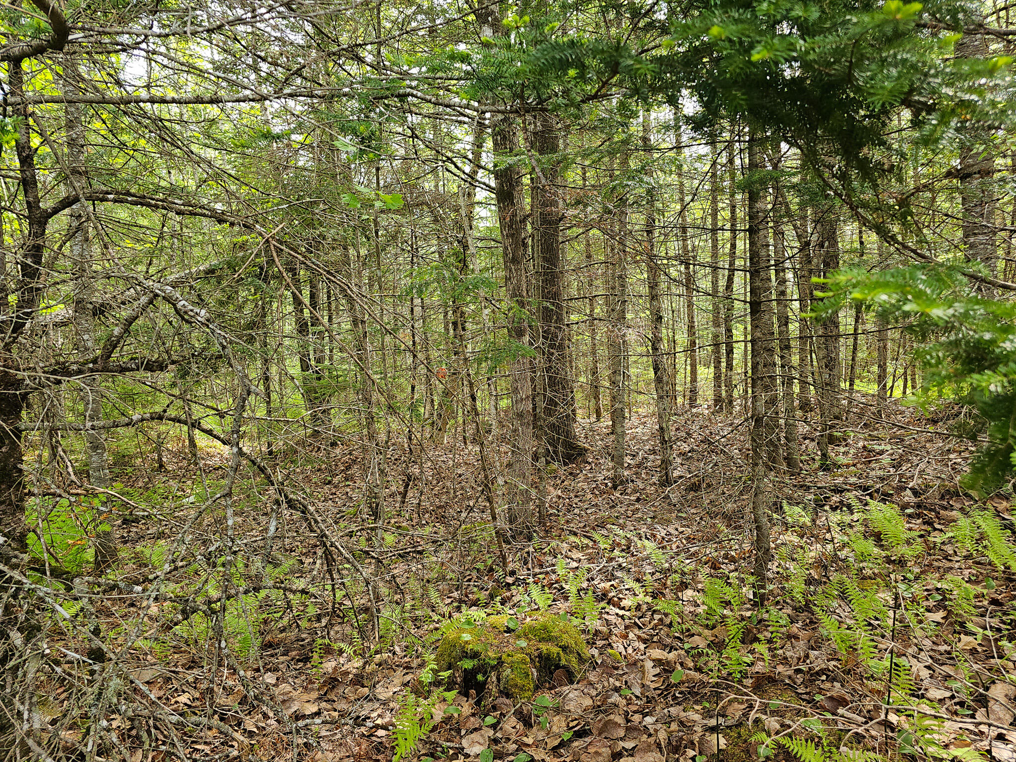 Tbd Maxfield Road Lagrange, ME 04453 - Photo 9 of 10 20240522_094400