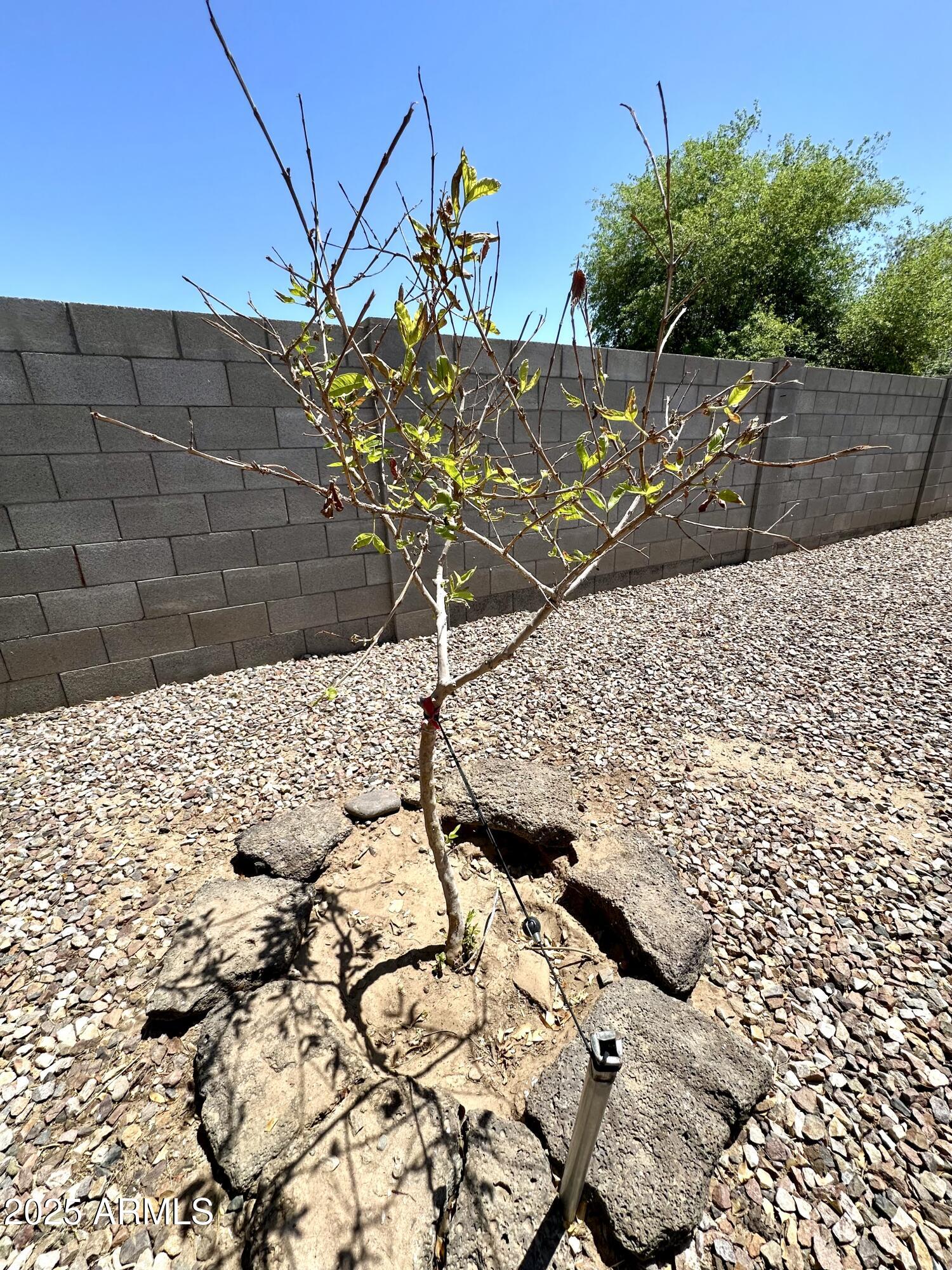 7551 West Darrel Road Laveen, AZ 85339 - Photo 65 of 75 IMG_7750