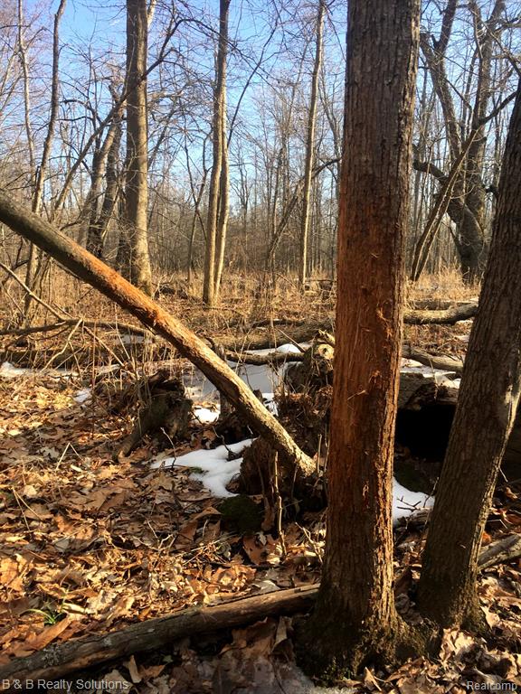 0 Ducker Road Marlette, MI 48453 - Photo 12 of 44