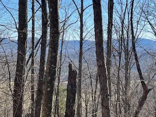 N/a N/a Turkey Ridge Morganton, GA 30560 - Photo 1 of 11 a view of forest