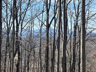 N/a N/a Turkey Ridge Morganton, GA 30560 - Photo 2 of 11 a view of forest