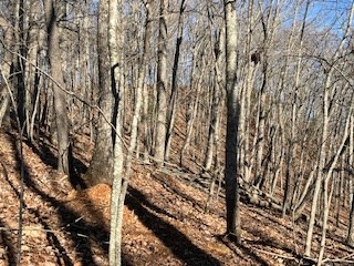 N/a N/a Turkey Ridge Morganton, GA 30560 - Photo 5 of 11 a view of a yard with some trees
