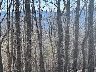 N/a N/a Turkey Ridge Morganton, GA 30560 - Photo 8 of 11 a view of forest