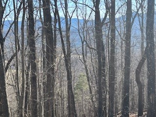 N/a N/a Turkey Ridge Morganton, GA 30560 - Photo 9 of 11 a view of forest