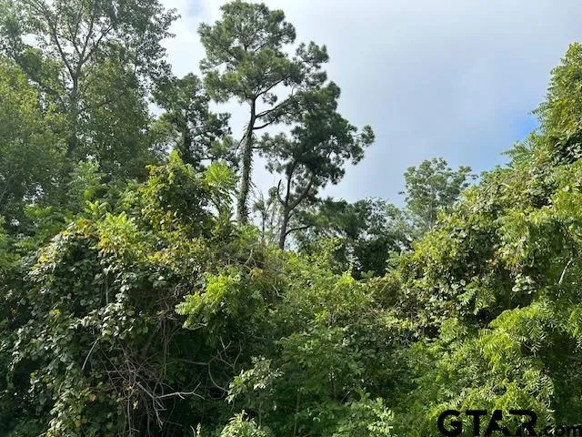 a view of a tree in a field