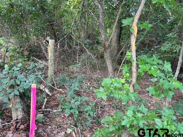 a flag is sitting in the middle of a forest