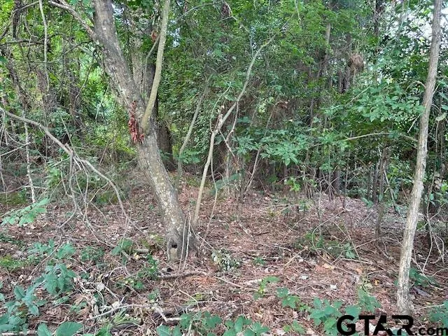 a view of a forest with trees in the background