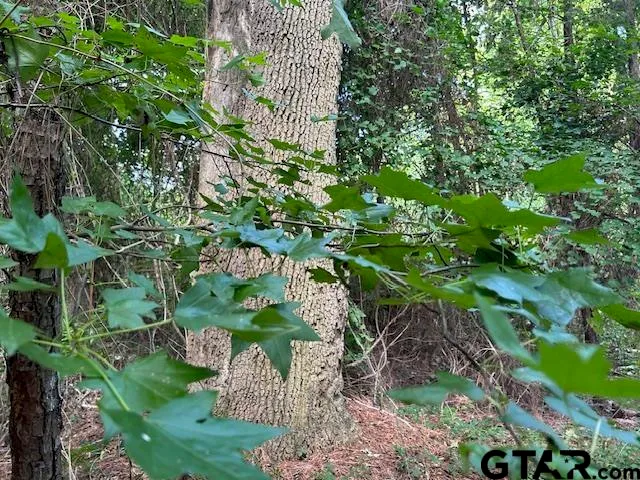 a view of a lush green forest with lots of trees