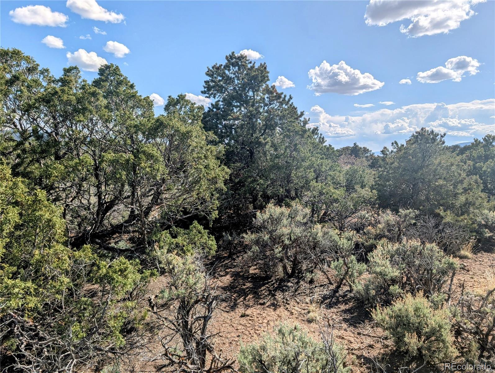 35-acres Elk Park Road San Luis, CO 81152 - Photo 19 of 34 a view of a tree in a field