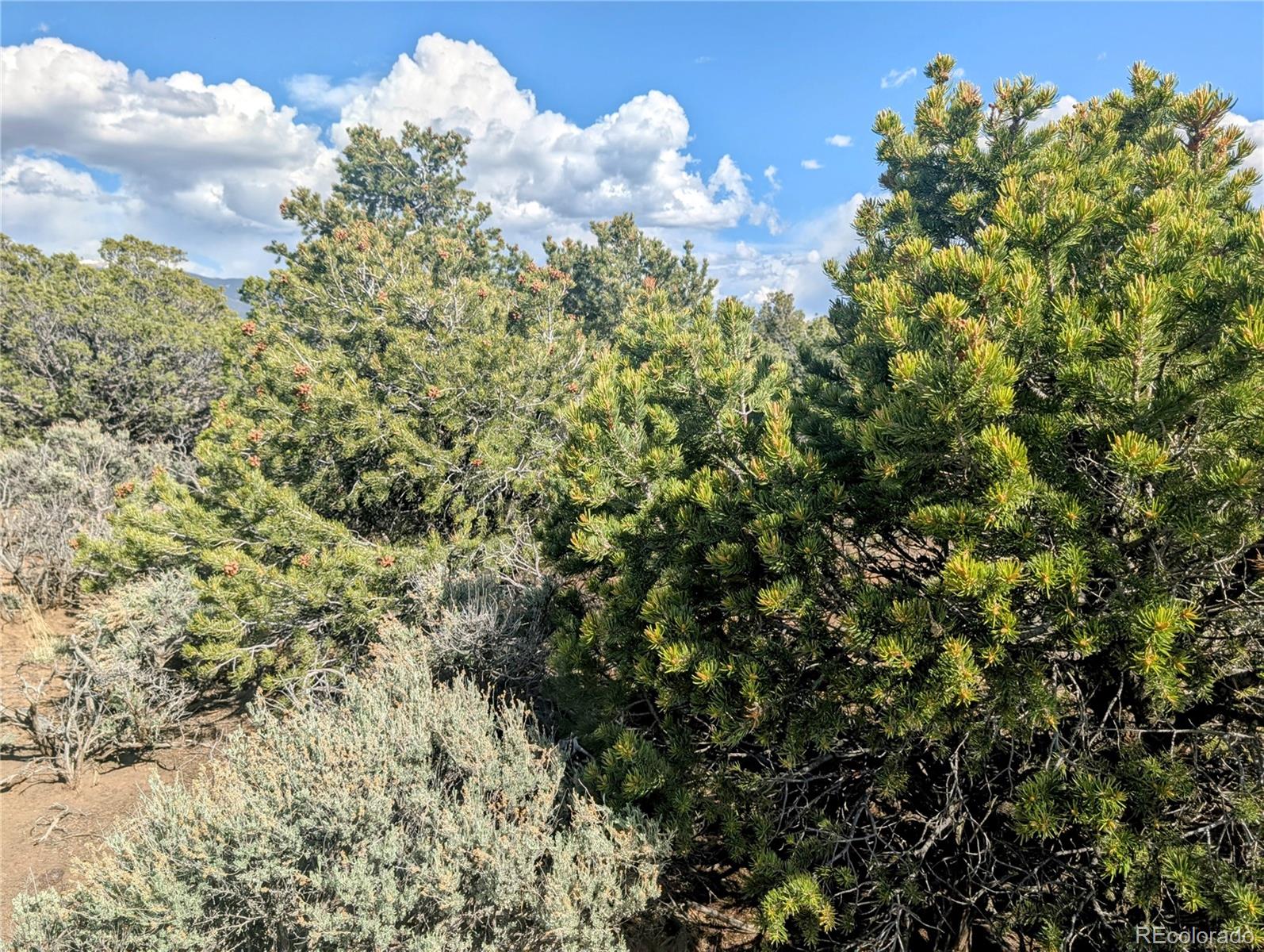 35-acres Elk Park Road San Luis, CO 81152 - Photo 27 of 34 a close up of a tree