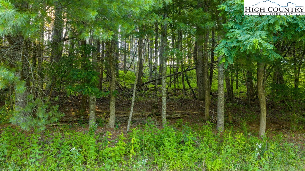 16 Bill Cooper Road Extension Crumpler, NC 28617 - Photo 21 of 21 a view of forest