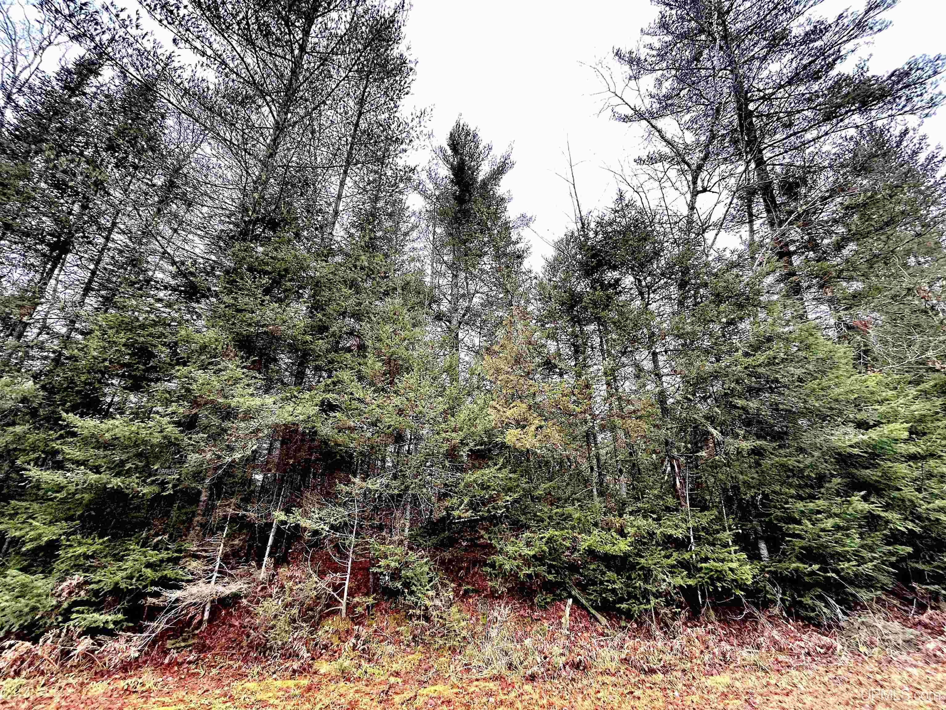 22004 South Olson Lake Road Michigamme, MI 49861 - Photo 10 of 14