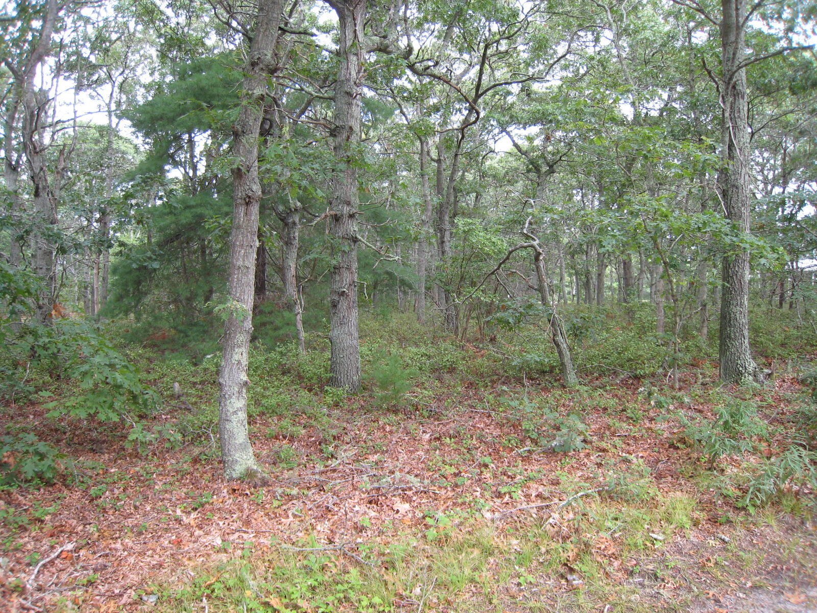 680 Setucket Road East Dennis, MA 02660 - Photo 3 of 4 IMG_4520
