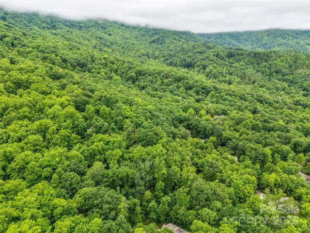 a view of a lush green forest