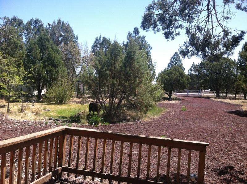 5298 Show Low Lake Road Lakeside, AZ 85929 - Photo 4 of 36 a view of a outdoor space