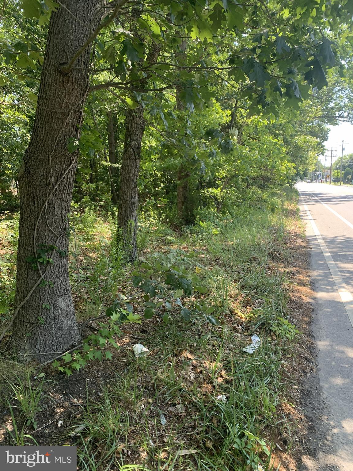 a view of a yard with plants and large trees
