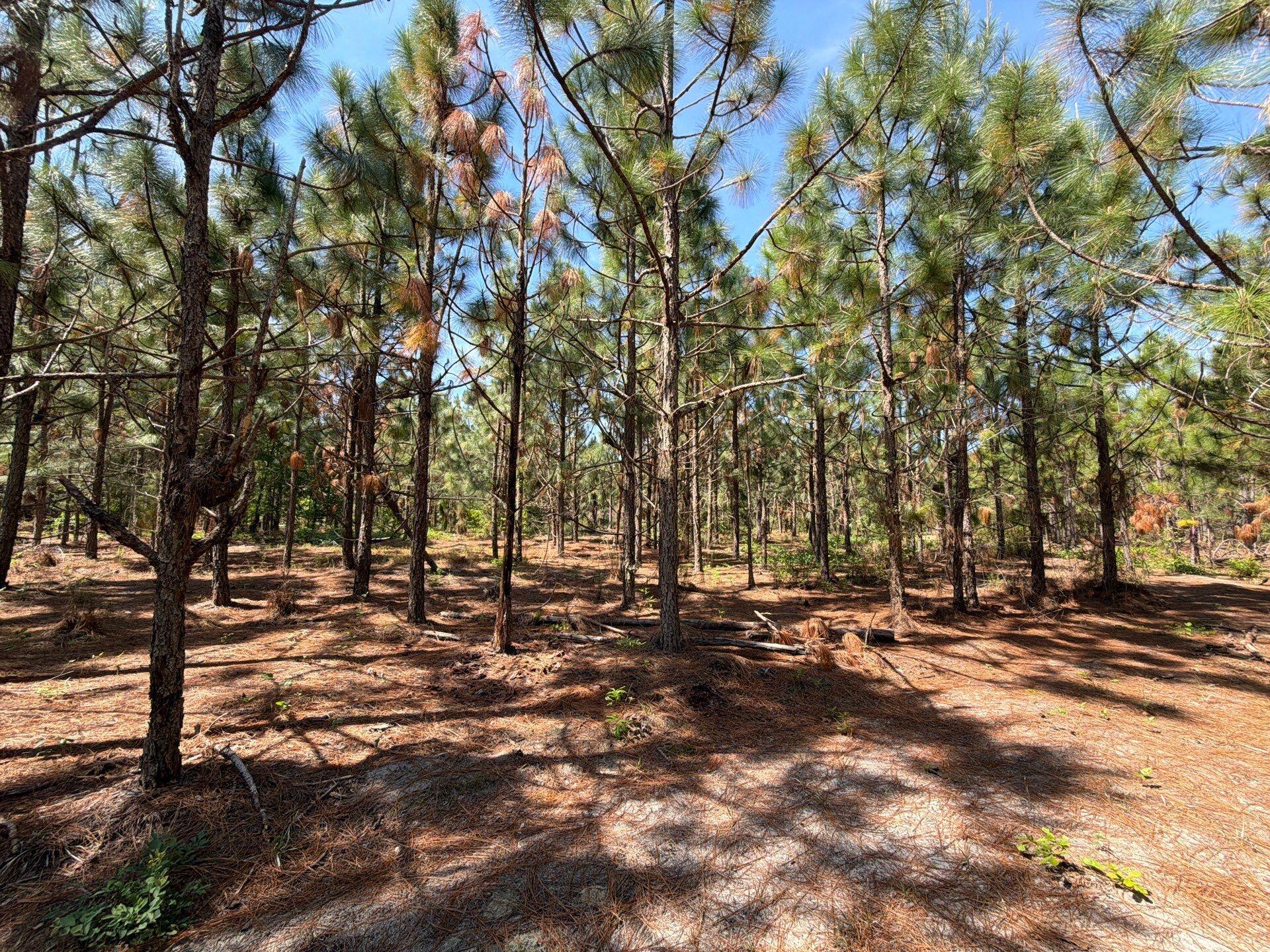5 Holstein Road, Unit HRF 5 Wagener, SC 29164 - Photo 10 of 12 Gallery Image 10
