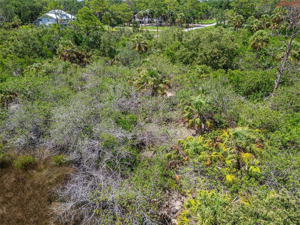 Strathmore Avenue Oldsmar, FL 34677 - Photo 22 of 27 a view of a lush green forest with large trees and plants