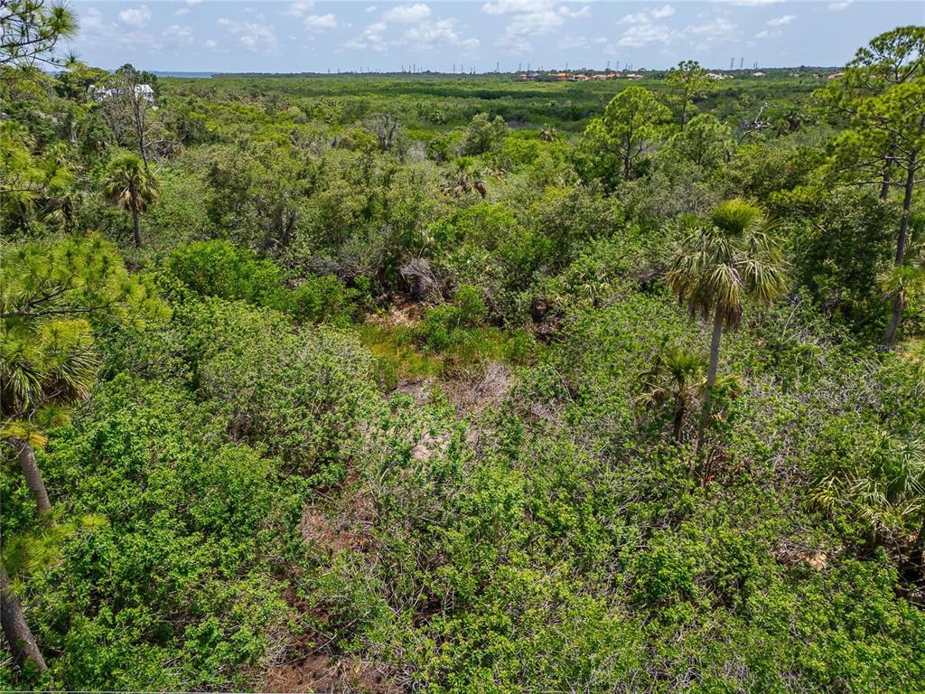 Strathmore Avenue Oldsmar, FL 34677 - Photo 25 of 27 a view of a garden