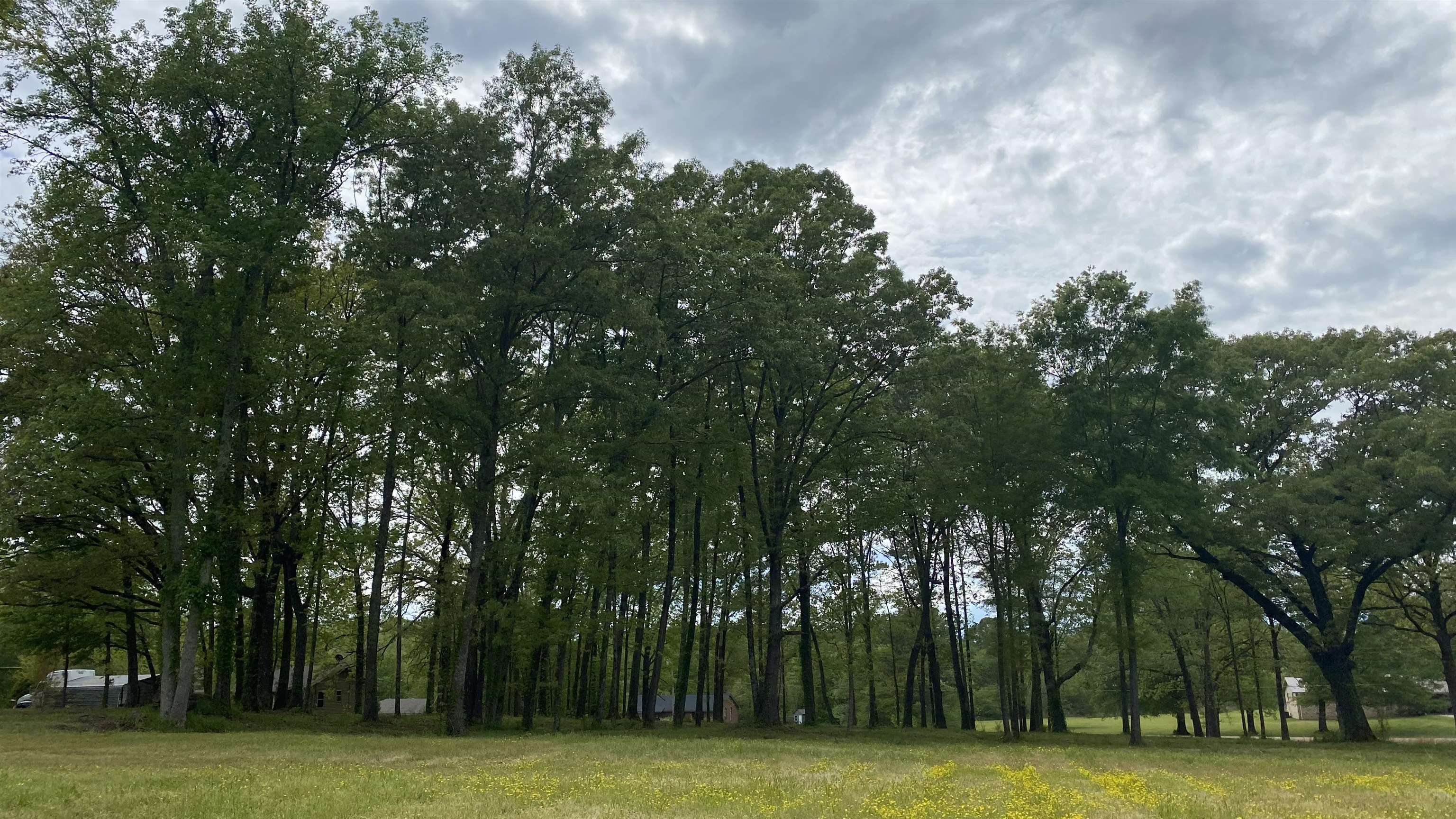 0 Matrose Carrolls Road Michie, TN 38357 - Photo 8 of 11 Gallery Image 8