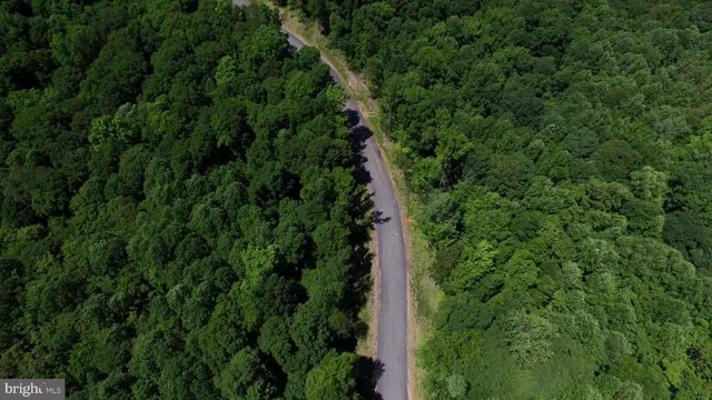 a view of a lush green forest with large trees