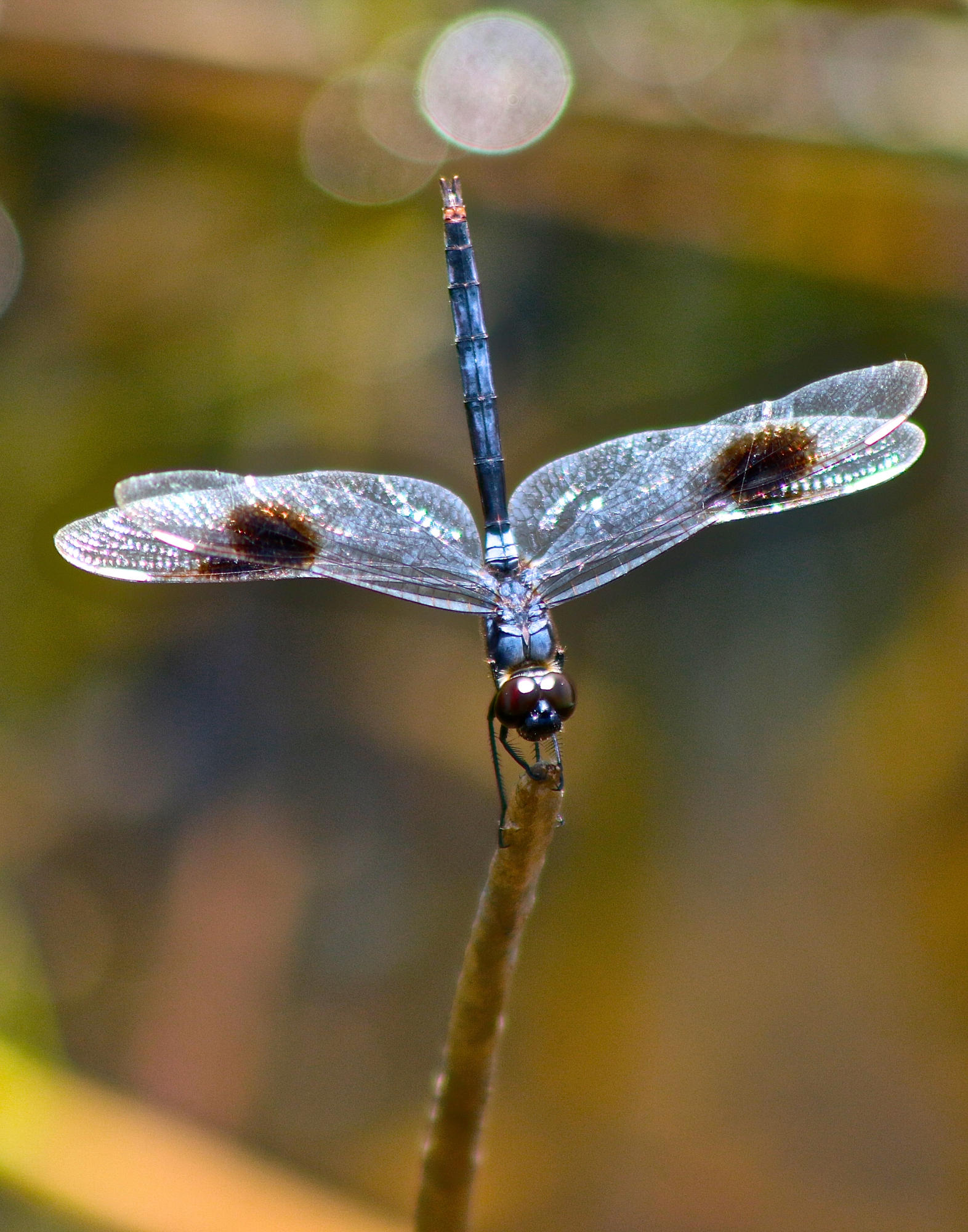 8841 First Tee Road Port St. Lucie, FL 34986 - Photo 128 of 228 262 Dragonfly At Wakodahatchee Wetlands