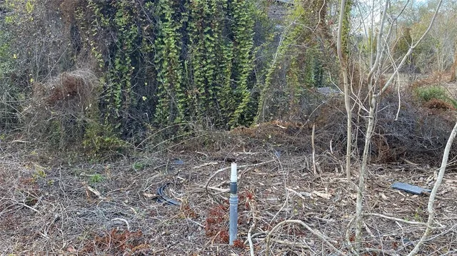 a view of a forest with trees and bushes