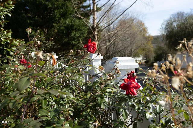 a street view with large trees
