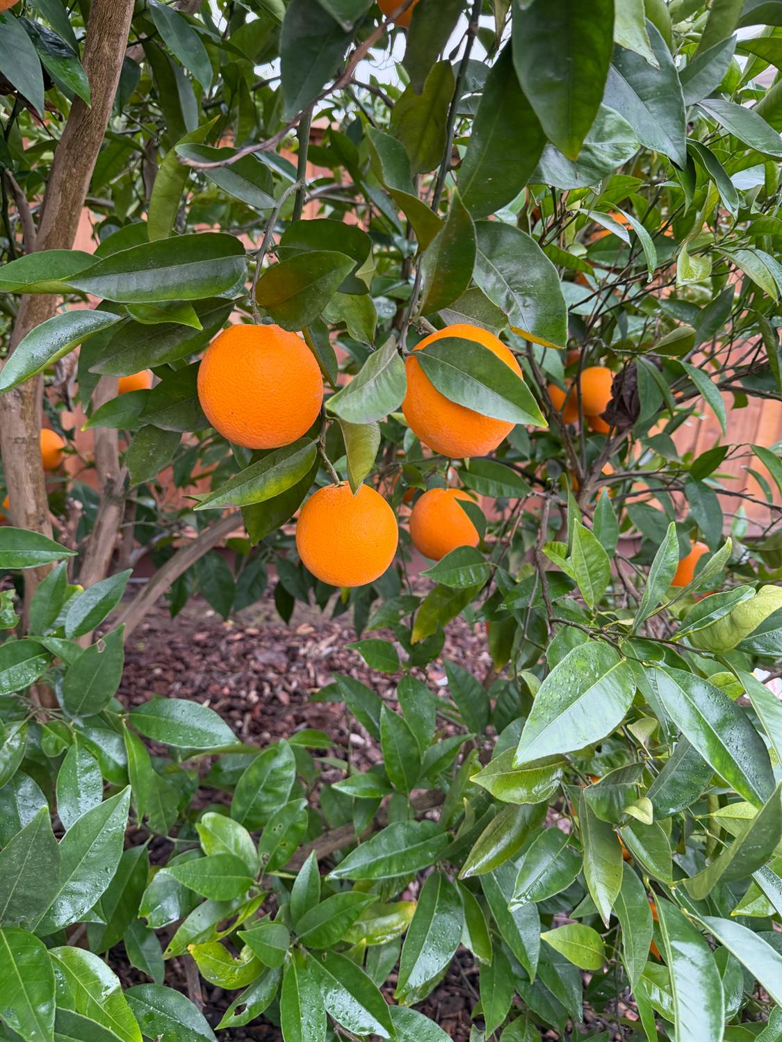 4102 Windrose Drive Turlock, CA 95382 - Photo 41 of 45 a view of a tree in a garden