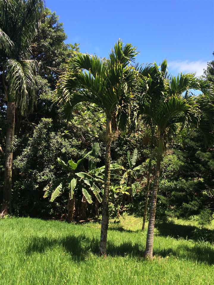 10 Honokaupu Place Haiku, HI 96708 - Photo 17 of 23 a backyard of a house with lots of green space