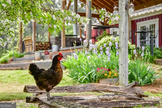 a view of a forest that has large trees