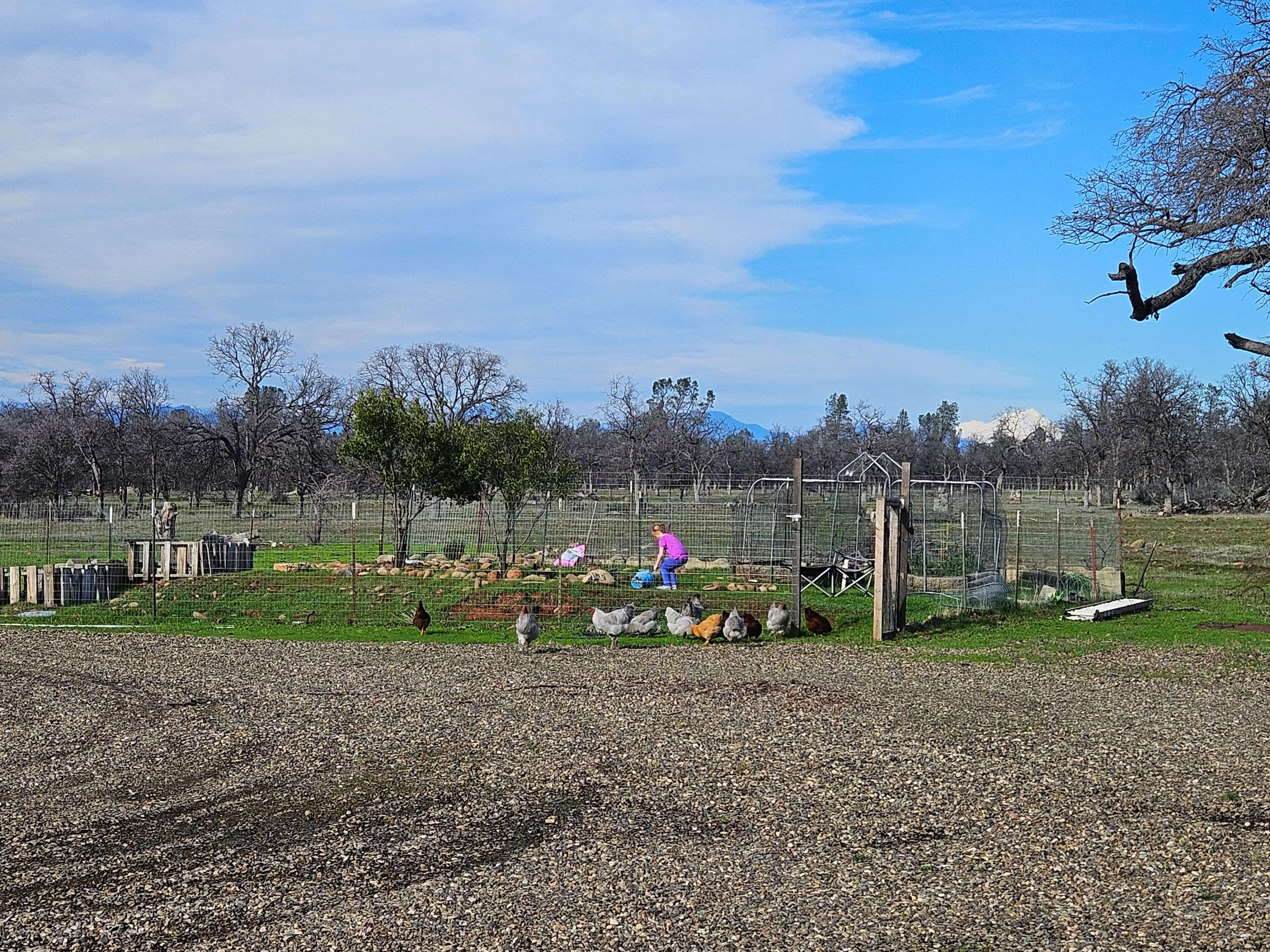 7255 Hyrax Road Shingletown, CA 96088 - Photo 28 of 77 Garden area - Mt Shasta