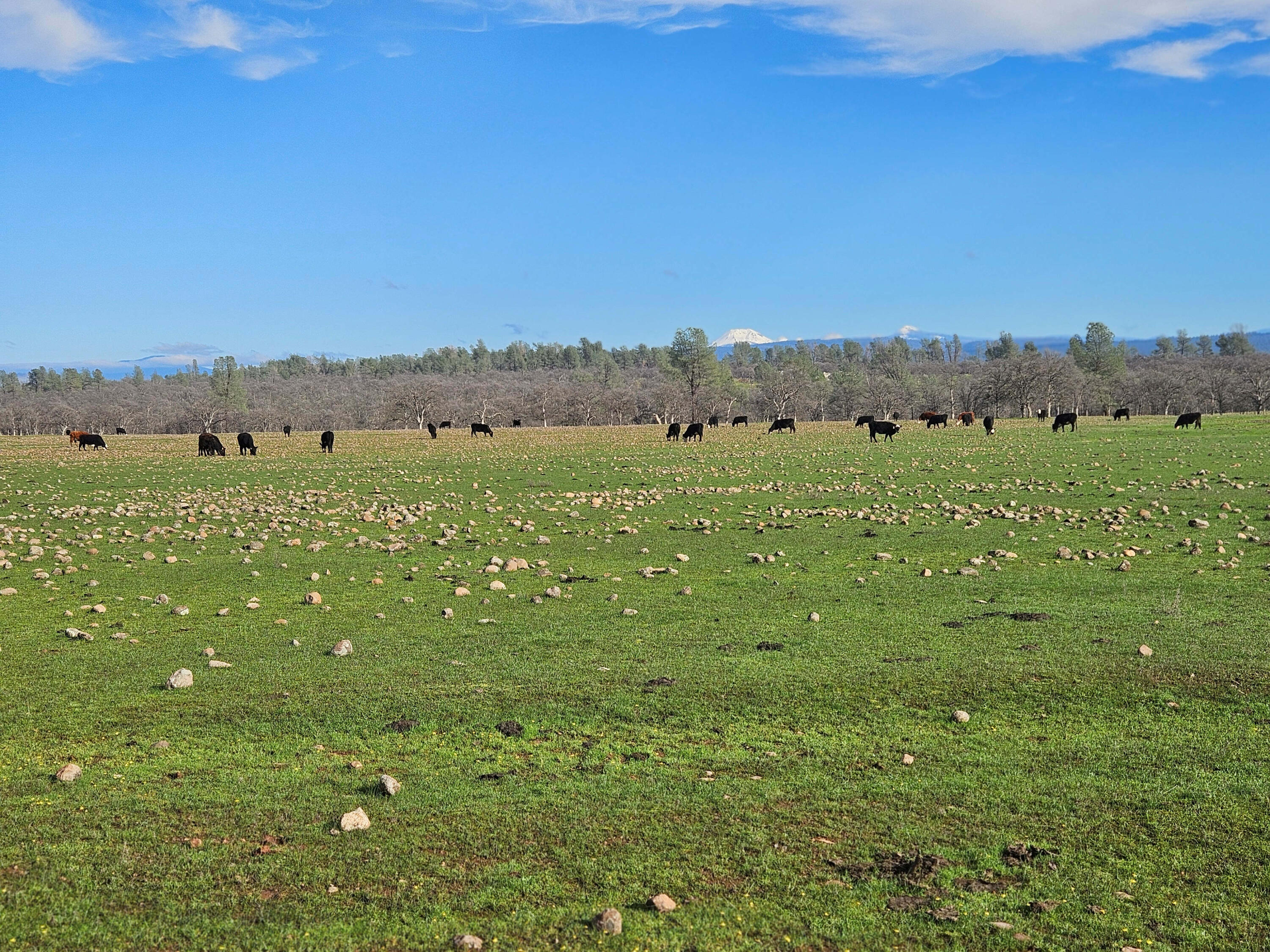 7255 Hyrax Road Shingletown, CA 96088 - Photo 56 of 77 Pasture and Lassen