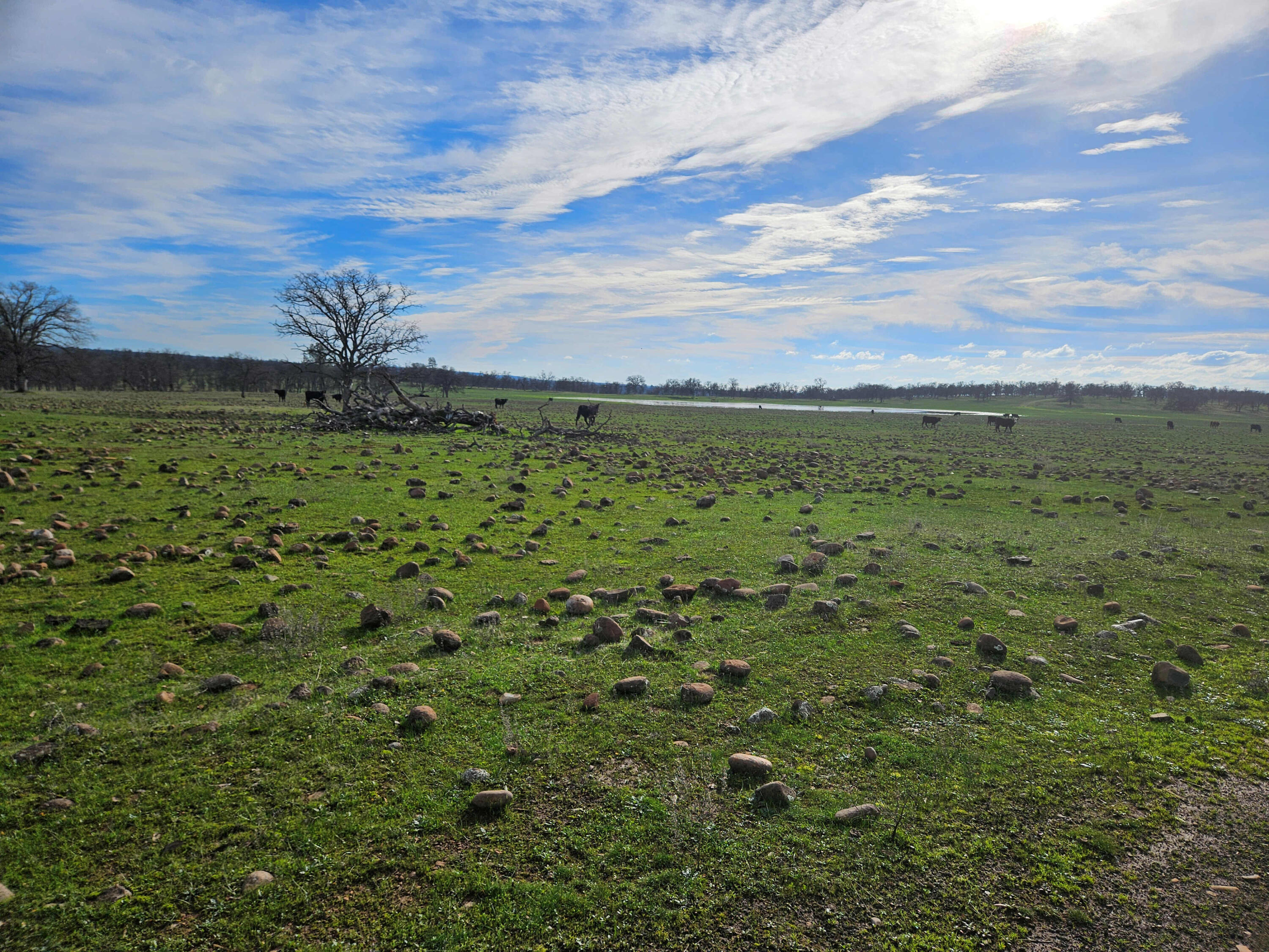 7255 Hyrax Road Shingletown, CA 96088 - Photo 57 of 77 Pasture and pond