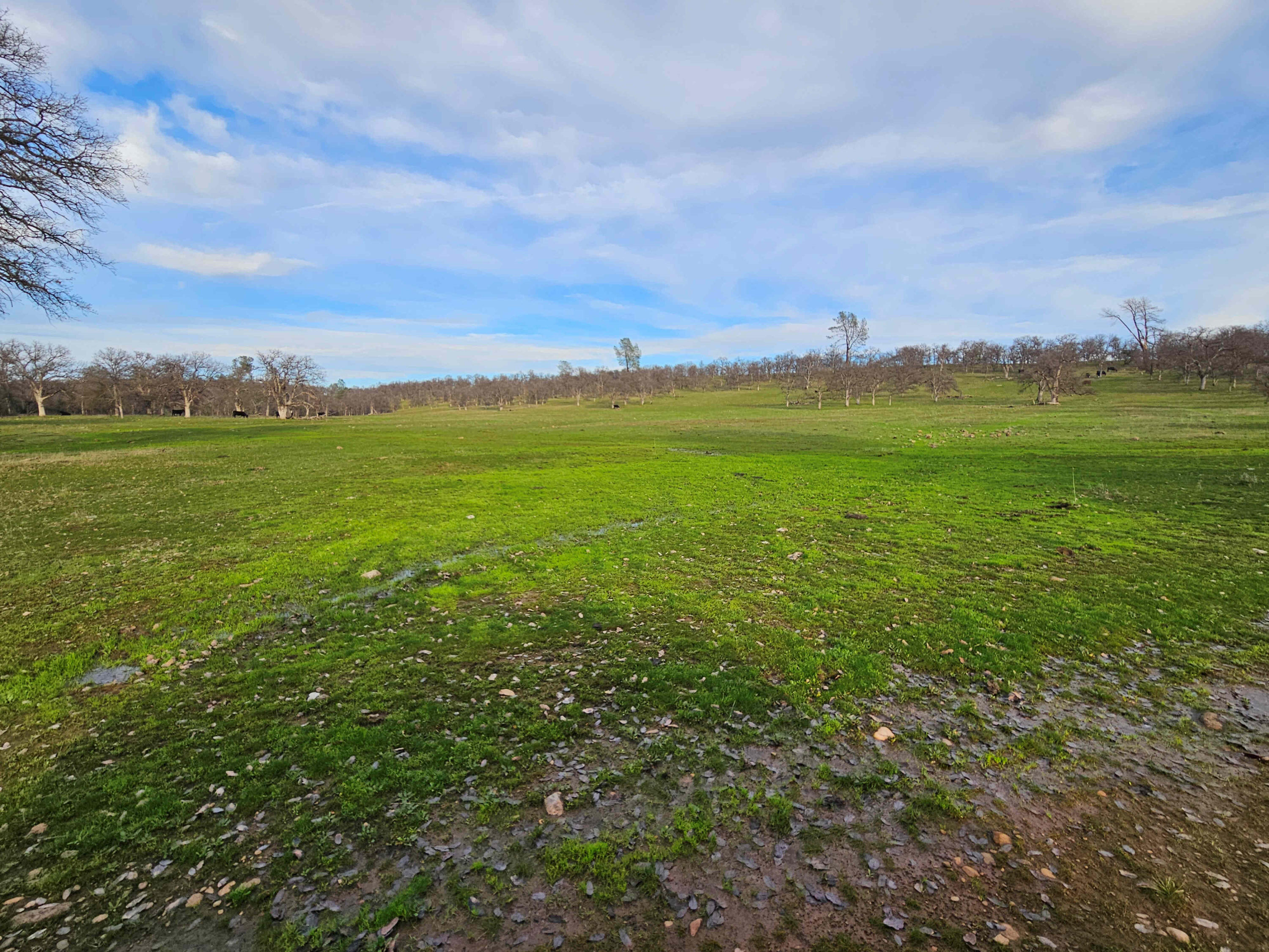 7255 Hyrax Road Shingletown, CA 96088 - Photo 58 of 77 Pasture near Bear Creek