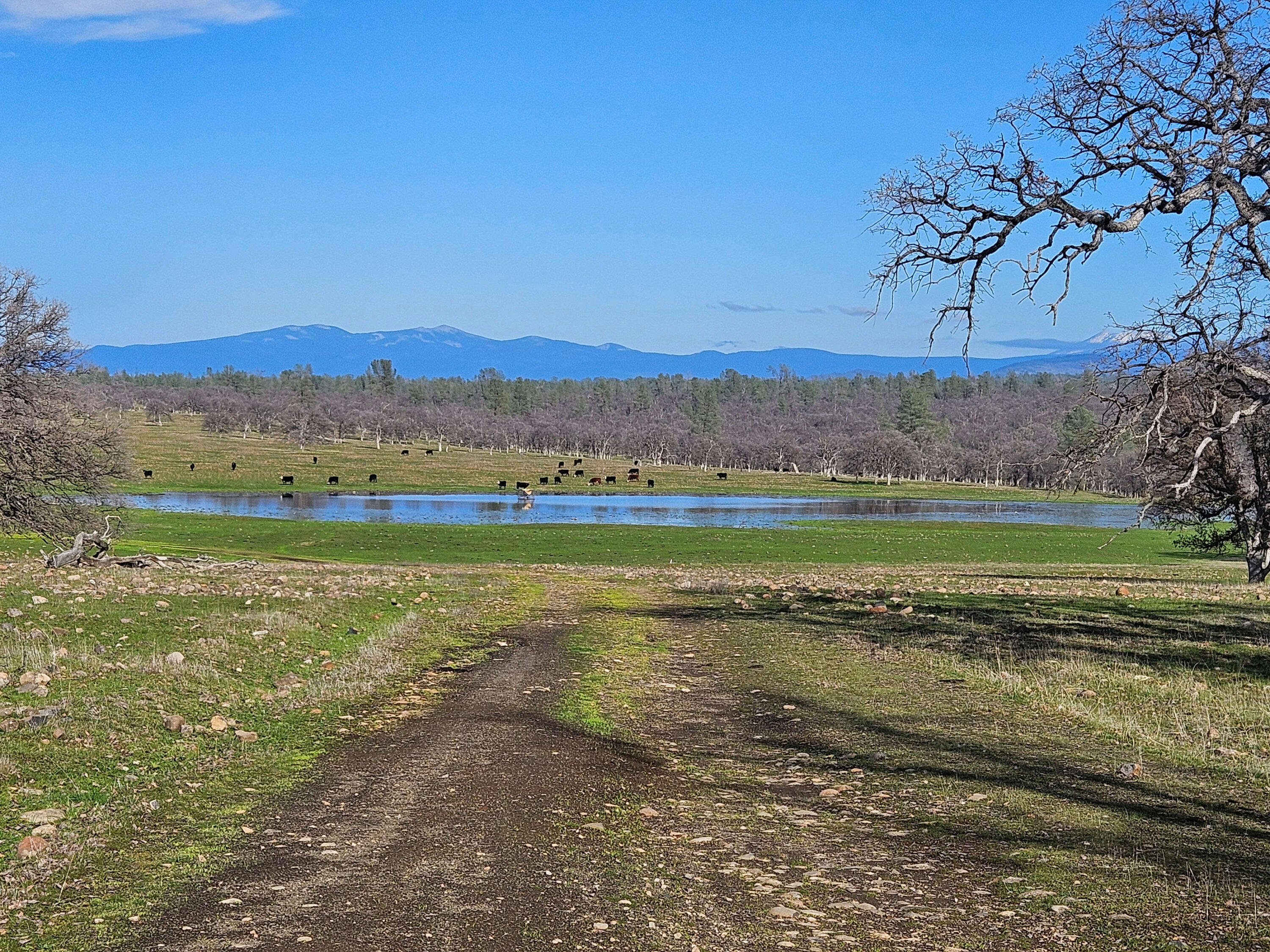 7255 Hyrax Road Shingletown, CA 96088 - Photo 62 of 77 Pond and pasture